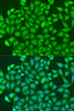 Immunofluorescence analysis of U2OS cells using PCDHA6 Polyclonal Antibody at dilution of  1:100. Blue: DAPI for nuclear staining.