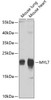 Western blot analysis of extracts of various cell lines using MYL7 Polyclonal Antibody at dilution of 1:1000.