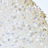 Immunohistochemistry of paraffin-embedded Rat brain using COLEC11 Polyclonal Antibody at dilution of  1:100 (40x lens).