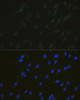 Immunofluorescence analysis of C6 cells using NHEJ1 Polyclonal Antibody at dilution of  1:100. Blue: DAPI for nuclear staining.