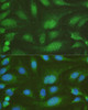 Immunofluorescence analysis of U-2OS cells using NHEJ1 Polyclonal Antibody at dilution of  1:100. Blue: DAPI for nuclear staining.