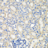 Immunohistochemistry of paraffin-embedded Rat kidney using NAA50 Polyclonal Antibody at dilution of  1:200 (40x lens).