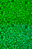 Immunofluorescence analysis of U2OS cells using GFM1 Polyclonal Antibody at dilution of  1:100. Blue: DAPI for nuclear staining.