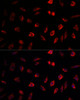 Immunofluorescence analysis of L929 cells using NEDD1 Polyclonal Antibody at dilution of  1:100. Blue: DAPI for nuclear staining.