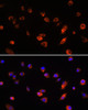 Immunofluorescence analysis of L929 cells using ARL13B Polyclonal Antibody at dilution of  1:100. Blue: DAPI for nuclear staining.