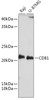 Western blot analysis of extracts of various cell lines using CD81 Polyclonal Antibody at dilution of 1:1000.