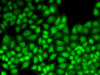 Immunofluorescence analysis of HeLa cells using JUNB Polyclonal Antibody