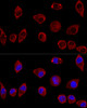 Confocal immunofluorescence analysis of L929 cells using DAO Polyclonal Antibody at dilution of  1:100. Blue: DAPI for nuclear staining.