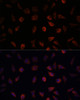 Immunofluorescence analysis of L929 cells using FABP1 Polyclonal Antibody at dilution of  1:100. Blue: DAPI for nuclear staining.