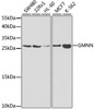 Western blot analysis of extracts of various cell lines using GMNN Polyclonal Antibody at dilution of 1:1000.