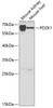 Western blot analysis of extracts of various cell lines using PDZK1 Polyclonal Antibody at dilution of 1:1000.