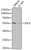 Western blot analysis of extracts of various cell lines using SGCE Polyclonal Antibody at dilution of 1:1000.