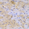 Immunohistochemistry of paraffin-embedded Mouse heart using SGCE Polyclonal Antibody at dilution of  1:200 (40x lens).