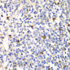 Immunohistochemistry of paraffin-embedded Mouse spleen using PSMD7 Polyclonal Antibody at dilution of  1:100 (40x lens).