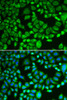 Immunofluorescence analysis of MCF-7 cells using PSMD7 Polyclonal Antibody