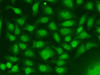 Immunofluorescence analysis of A549 cells using RAD17 Polyclonal Antibody