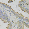 Immunohistochemistry of paraffin-embedded Human prostate using AZGP1 Polyclonal Antibody at dilution of  1:100 (40x lens).