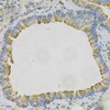 Immunohistochemistry of paraffin-embedded Mouse lung using AZGP1 Polyclonal Antibody at dilution of  1:100 (40x lens).