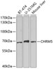 Western blot analysis of extracts of various cell lines using CHRM5 Polyclonal Antibody at dilution of 1:1000.