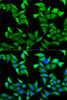Immunofluorescence analysis of HeLa cells using Nectin 2/CD112 Polyclonal Antibody
