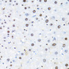 Immunohistochemistry of paraffin-embedded Mouse liver using BACH1 Polyclonal Antibody at dilution of  1:100 (40x lens).