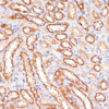 Immunohistochemistry of paraffin-embedded Rat kidney using CYB5A Polyclonal Antibody at dilution of  1:100 (40x lens).