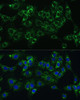 Immunofluorescence analysis of C6 cells using CYB5A Polyclonal Antibody at dilution of  1:100 (40x lens). Blue: DAPI for nuclear staining.