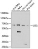 Western blot analysis of extracts of various cell lines using LGI1 Polyclonal Antibody at dilution of 1:3000.