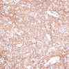 Immunohistochemistry of paraffin-embedded Mouse spinal cord using STXBP1 Polyclonal Antibody at dilution of  1:100 (40x lens).