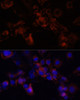 Immunofluorescence analysis of NIH/3T3 cells using STXBP1 Polyclonal Antibody at dilution of  1:100 (40x lens). Blue: DAPI for nuclear staining.