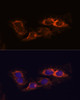 Immunofluorescence analysis of C6 cells using RIP3 Polyclonal Antibody at dilution of  1:100. Blue: DAPI for nuclear staining.