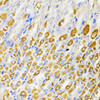 Immunohistochemistry of paraffin-embedded Mouse stomach using RPS6KA3 Polyclonal Antibody at dilution of  1:100 (40x lens).