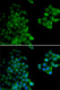 Immunofluorescence analysis of HeLa cells using PSMB10 Polyclonal Antibody