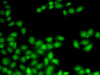 Immunofluorescence analysis of A-549 cells using GGH Polyclonal Antibody