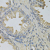 Immunohistochemistry of paraffin-embedded Human prostate using LITAF Polyclonal Antibody at dilution of  1:100 (40x lens).
