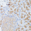 Immunohistochemistry of paraffin-embedded Mouse pancreas using PLA2G1B Polyclonal Antibody at dilution of  1:100 (40x lens).