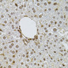 Immunohistochemistry of paraffin-embedded Mouse liver using PPP2R5C Polyclonal Antibody at dilution of  1:100 (40x lens).