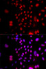 Immunofluorescence analysis of U2OS cells using RFC4 Polyclonal Antibody