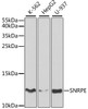 Western blot analysis of extracts of various cell lines using SNRPE Polyclonal Antibody at dilution of 1:1000.