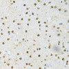 Immunohistochemistry of paraffin-embedded Mouse brain using SNRPE Polyclonal Antibody at dilution of  1:200 (40x lens).