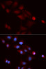 Immunofluorescence analysis of U2OS cells using SNRPE Polyclonal Antibody