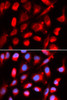 Immunofluorescence analysis of U2OS cells using UROD Polyclonal Antibody