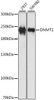 Western blot analysis of extracts of various cell lines using DNMT1 Polyclonal Antibody at dilution of 1:1000.
