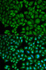 Immunofluorescence analysis of MCF-7 cells using CTSA Polyclonal Antibody