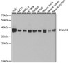 Western blot analysis of extracts of various cell lines using DNAJB1 Polyclonal Antibody at dilution of 1:1000.