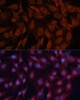 Immunofluorescence analysis of C6 cells using DNAJB1 Polyclonal Antibody at dilution of  1:100. Blue: DAPI for nuclear staining.