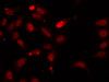 Immunofluorescence analysis of U2OS cells using HNRNPF Polyclonal Antibody