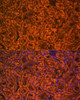Immunofluorescence analysis of Mouse kidney cells using SCNN1A Polyclonal Antibody at dilution of  1:100. Blue: DAPI for nuclear staining.