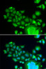 Immunofluorescence analysis of HeLa cells using FZR1 Polyclonal Antibody