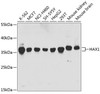 Western blot analysis of extracts of various cell lines using HAX1 Polyclonal Antibody at dilution of 1:1000.